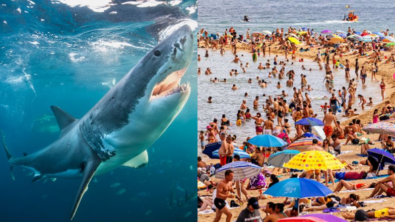 Rekin zaatakował w Nowym Jorku