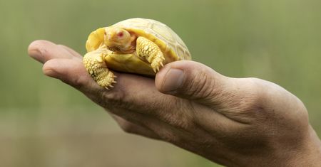 Historyczne zdjęcia. To pierwszy taki żółw z Galapagos