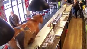 Koń wyścigowy sterroryzował bar. Ludzie uciekali w popłochu