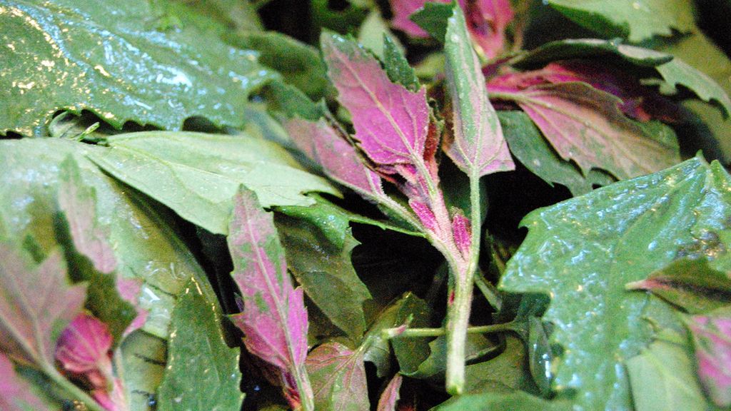 Gotowana komosa biała z dodatkiem soli, odsączona