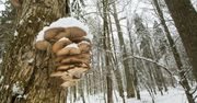 To nie żart. Znajdziesz je teraz w polskich lasach