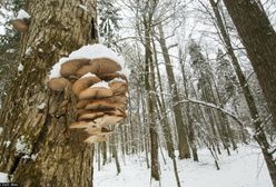 To nie żart. Znajdziesz je teraz w polskich lasach