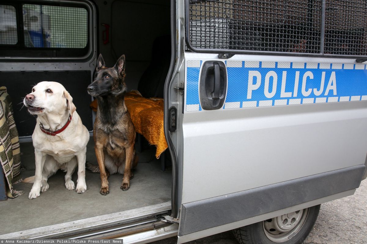 W polskiej policji służy około tysiąc psów. Pracują podczas patroli, zabezpieczeniu meczów czy akcji poszukiwania narkotyków i materiałów wybuchowych