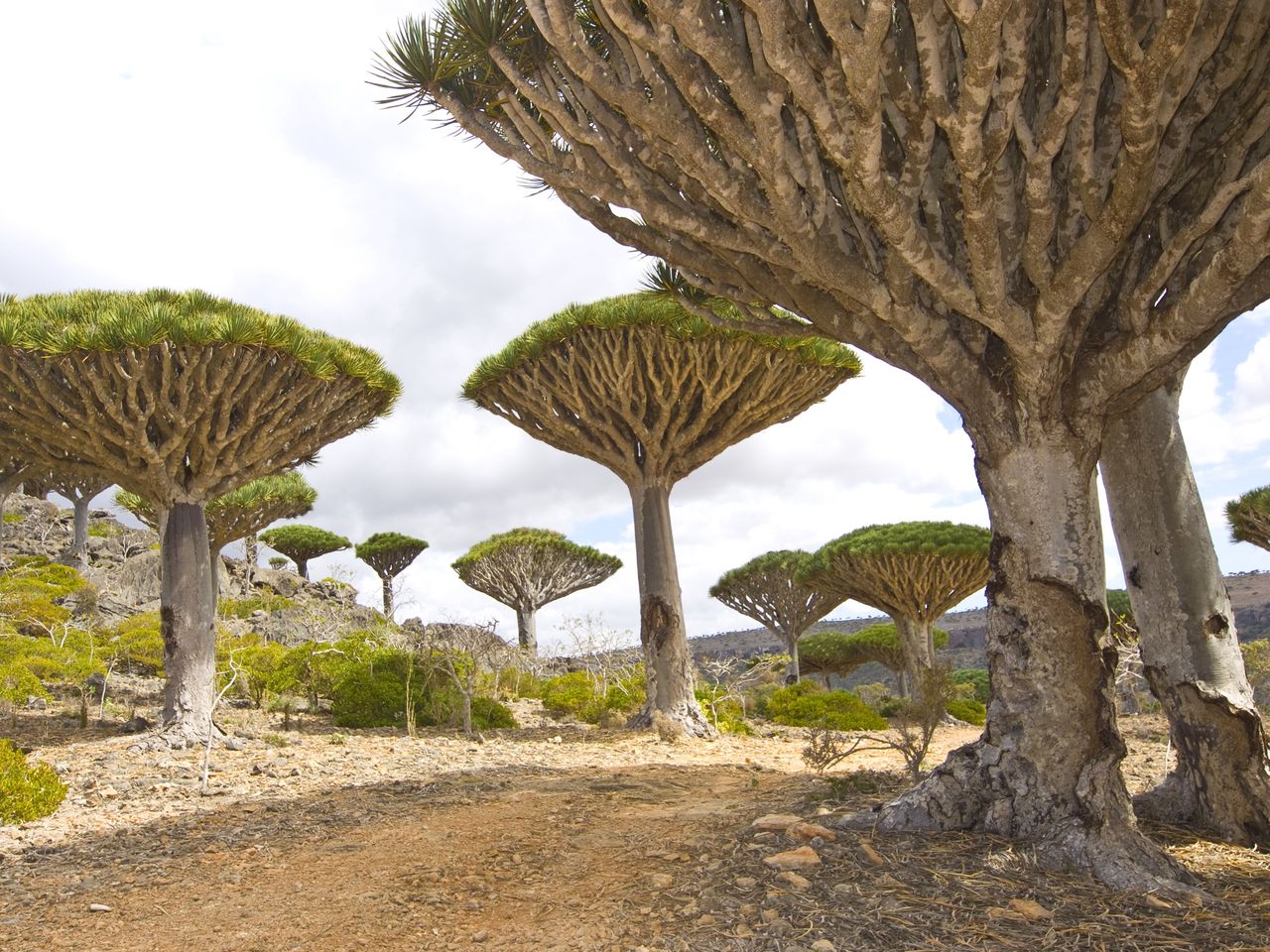 Dragon trees are a symbol of Socotra.