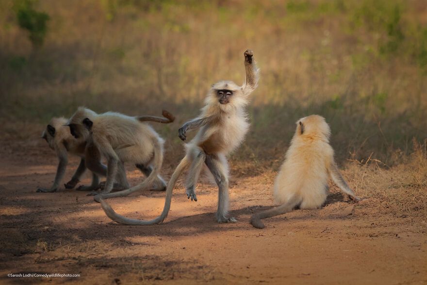 Sarosh Lodhi/Comedy Wildlife Photography Awards