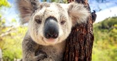Australia - groźne spotkanie z koalą