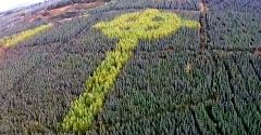 Irlandia - tajemniczy, celtycki krzyż w środku lasu