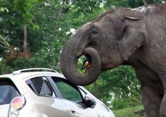 Indie - atak słonia-złodzieja
