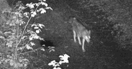 Fotopułapka uchwyciła nocnego łowcę. "Nie jest to łatwe"