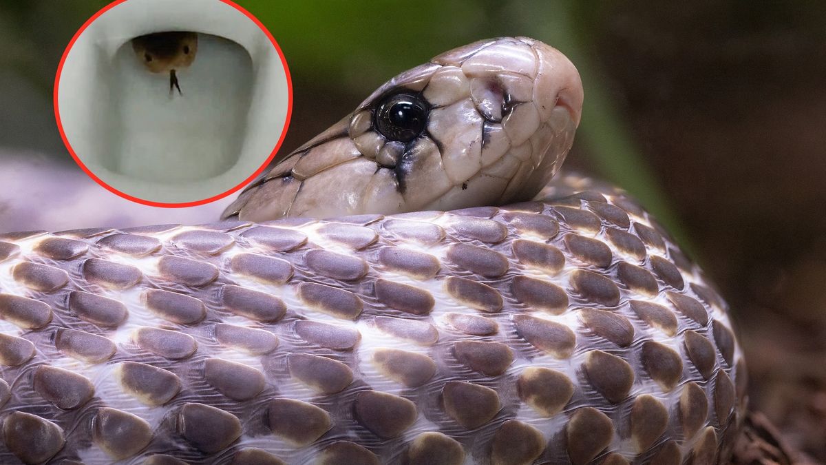kobra w muszli klozetowej