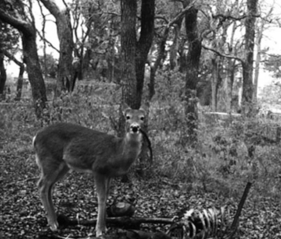 Zdjęcie z fotopułapki z "farmy ciał" w San Marcos w Teksasie