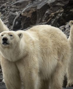 Przyszłość niedźwiedzi polarnych w Arktyce