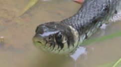Spotkali węża w Bieszczadach. Nagranie z Nadleśnictwa Baligród