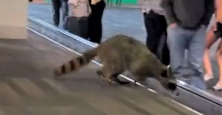 Pasażerowie odbierali bagaże na lotnisku. Nagle wbiegł na taśmę