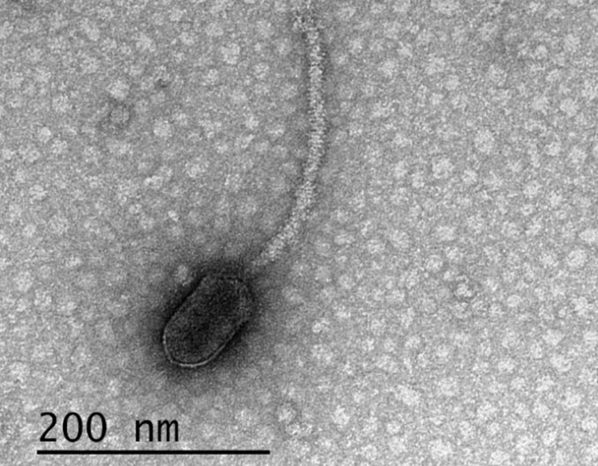 Bakteriofag delta, po raz pierwszy zidentyfikowany w nowym badaniu opublikowanym w „Frontiers in Microbiology”, mający miejsca wiązania CtrA.