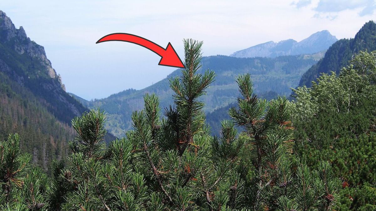 Cytospora tatrensis odkryta na kosodrzewinie