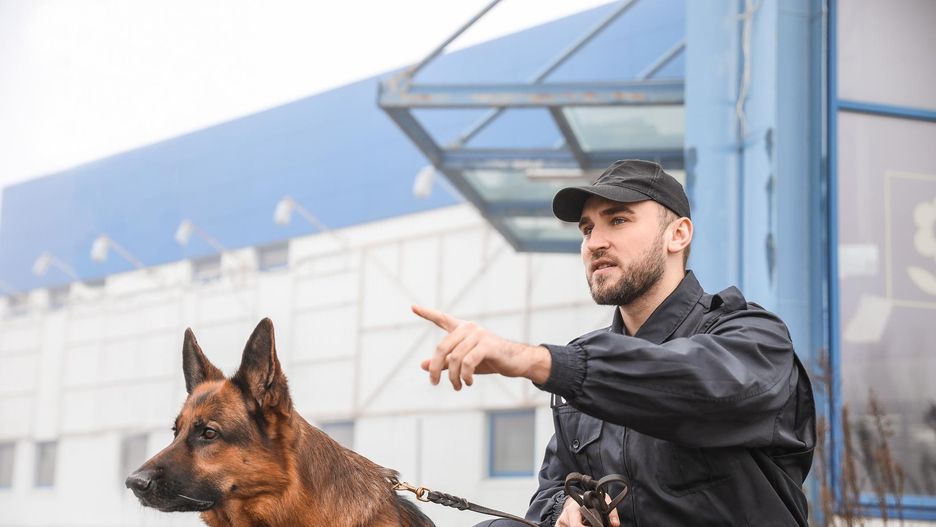 Choć wiele psów może wykazywać instynkty obronne, niektóre rasy są szczególnie predysponowane do pełnienia funkcji “osobistego ochroniarza człowieka”