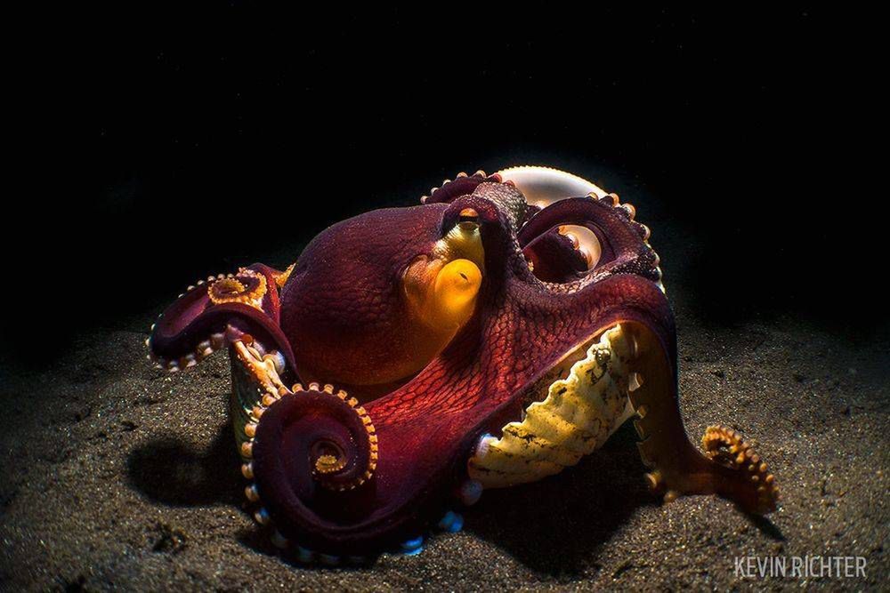 Laureaci Underwater Photo Contest odkrywają przed nami ogrom piękna podwodnych głębin 6