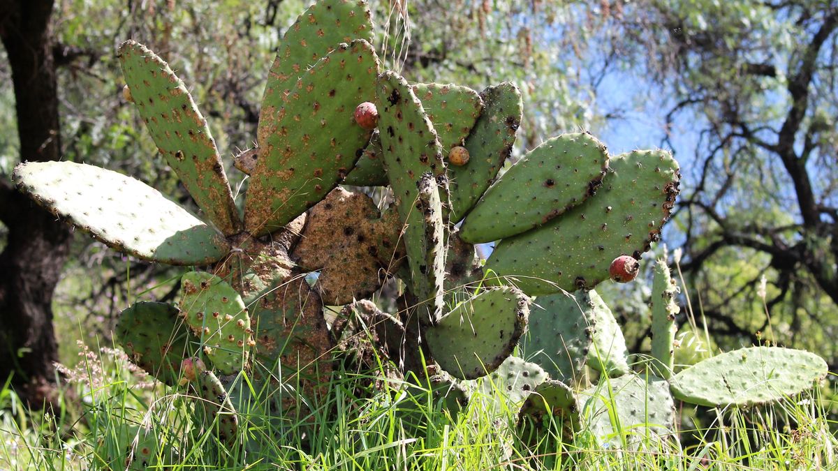 Energia z kaktusów. To biopaliwo jest dużo tańsze niż benzyna 1