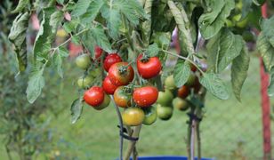 Chciał mieć ketchup. Słono za niego zapłacił