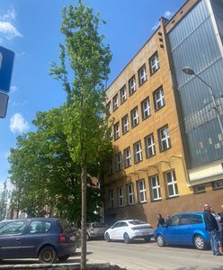 Katowice. Nowe drzewa przy ul. Raciborskiej. Wycięto kasztany posadzono klony