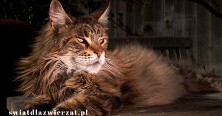 Czy warto mieć kota rasy maine coon?