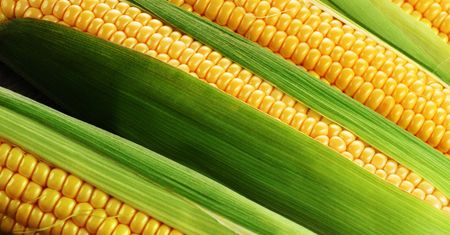 Szwajcarski producent GMO zapłaci 218 mln dol. kary. Farmerzy z Kansas wygrali w sądzie
