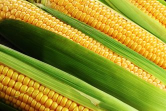 Szwajcarski producent GMO zapłaci 218 mln dol. kary. Farmerzy z Kansas wygrali w sądzie