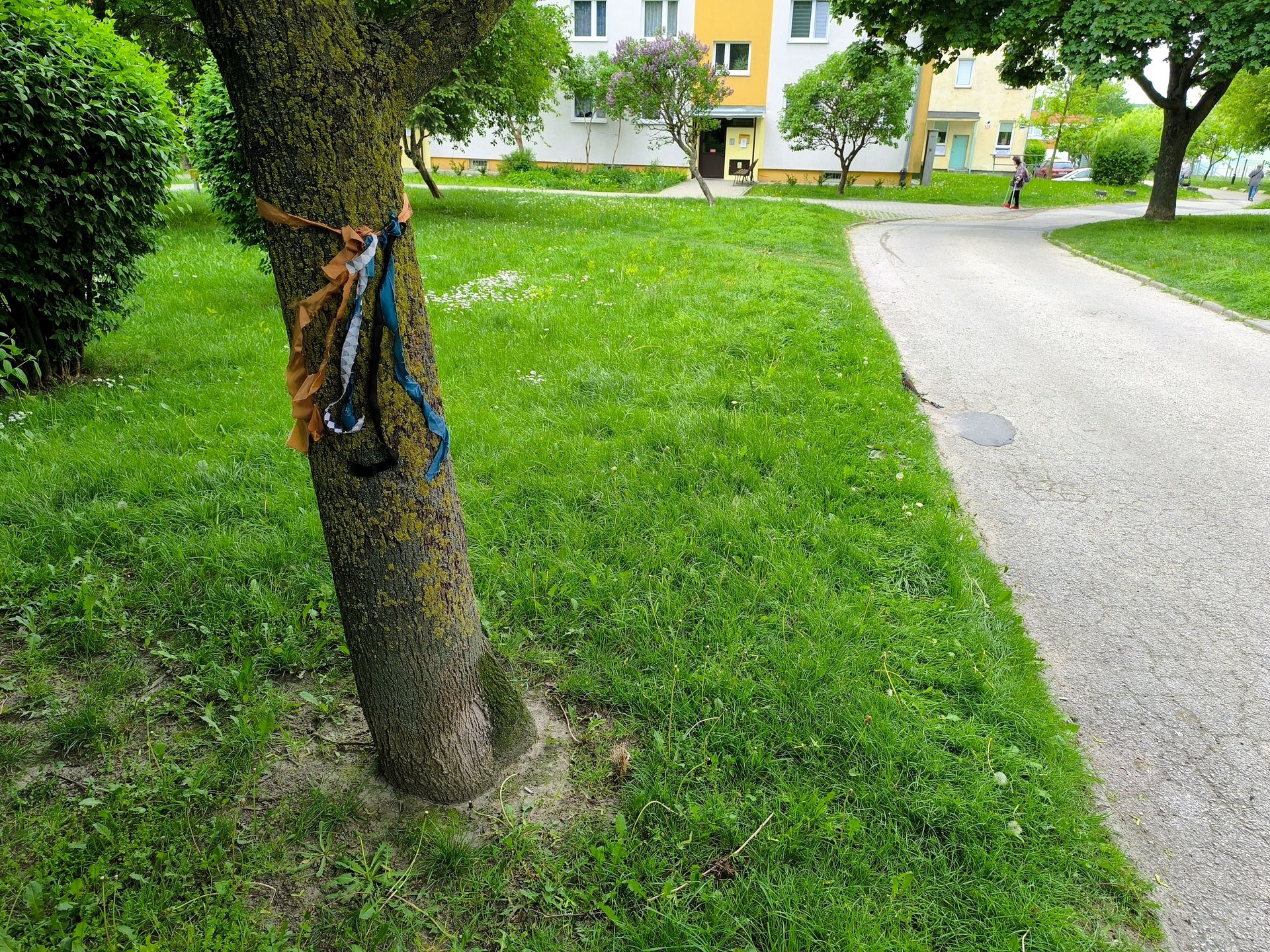 Wstążki na drzewach przeznaczonych do wycięcia