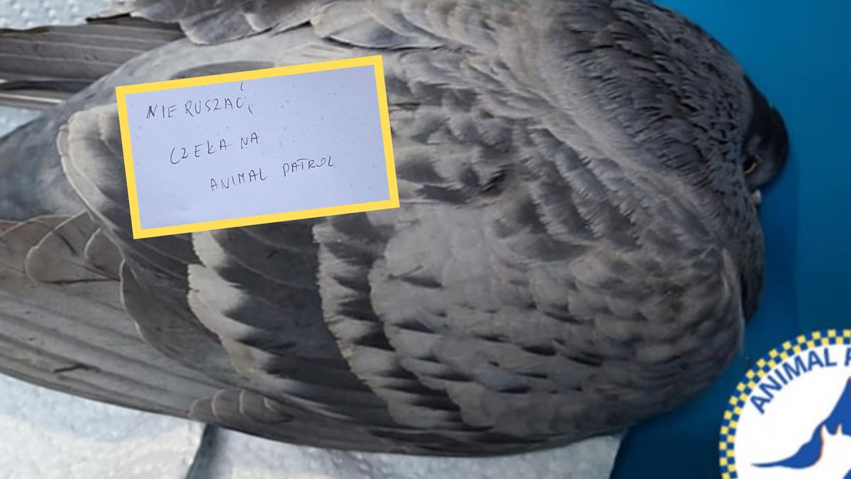 Strażnicy miejscy z Łodzi uratowali gołębia ze złamanym skrzydłem  