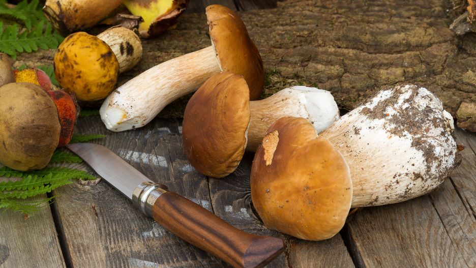 Jak prawidłowo czyścić grzyby? Podpowiadamy