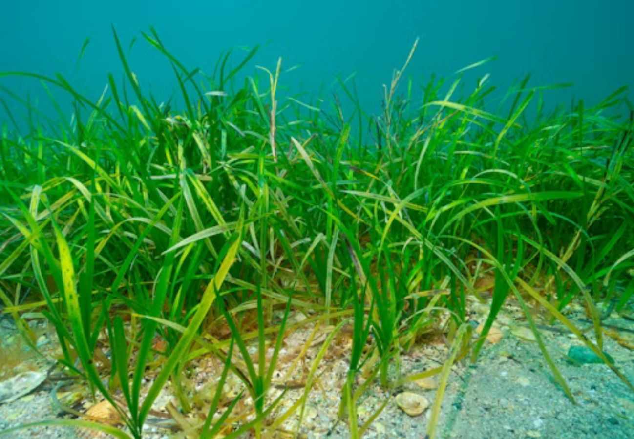 Trawa morska - Zostera marina