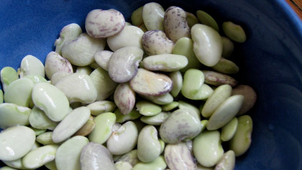 Gotowana mrożona młoda fasolka limeńska z dodatkiem soli, odsączona