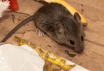 Nigdy nie kładź przed domem. Przyciąga myszy jak magnes