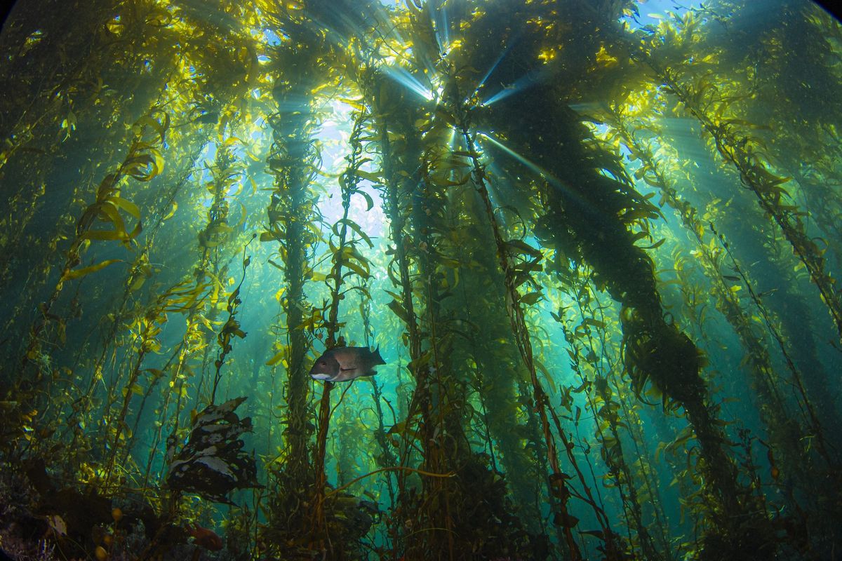 Podwodny las robi wrażenie