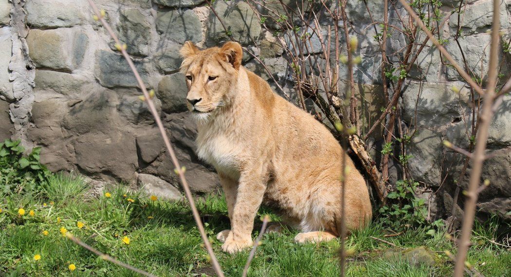 Chorzów. Anoona to nowa lwica w zoo w Chorzowie.