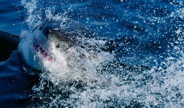 Rekiny w pobliżu plaż. Alarm w Katalonii