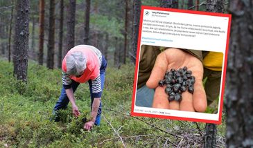 Jagody są już w lasach. W tych przypadkach ich zbiór może zakończyć się mandatem