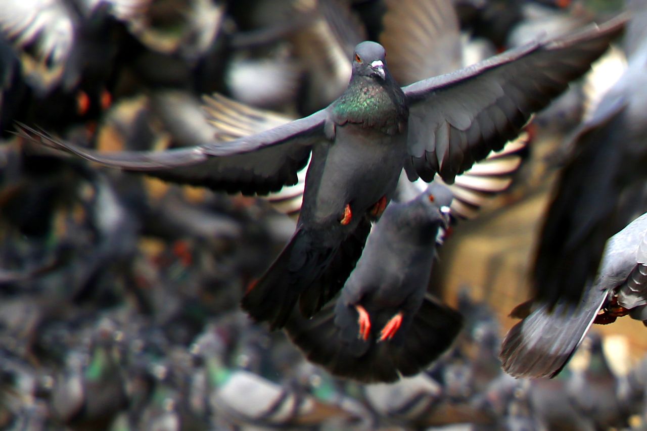 A Large Group of Pigeons fly During Cold Winter Morning in Ajmer In the Indian State of Rajasthan on 10 January 2021. At Least six Indian states have stepped up efforts to contain two strains of bird flu - H5N1 and H5N8 - in recent days after the deaths of thousands of migratory birds, ducks, crows and chickens. (Photo by Himanshu Sharma/NurPhoto via Getty Images)