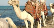 Posadzili go na wielbłądzie, dali pogiętą kartkę. Tak "koszą" w Turcji