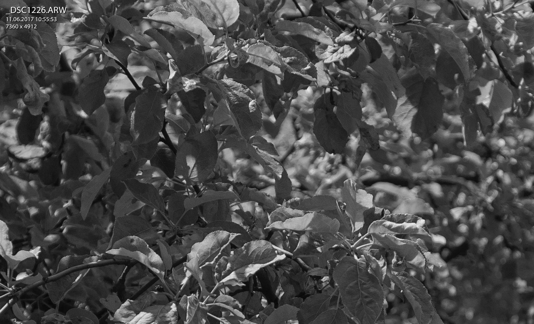Voigtländer 40 mm F 2,8 Heliar - zadziwiający obiektyw! 24
