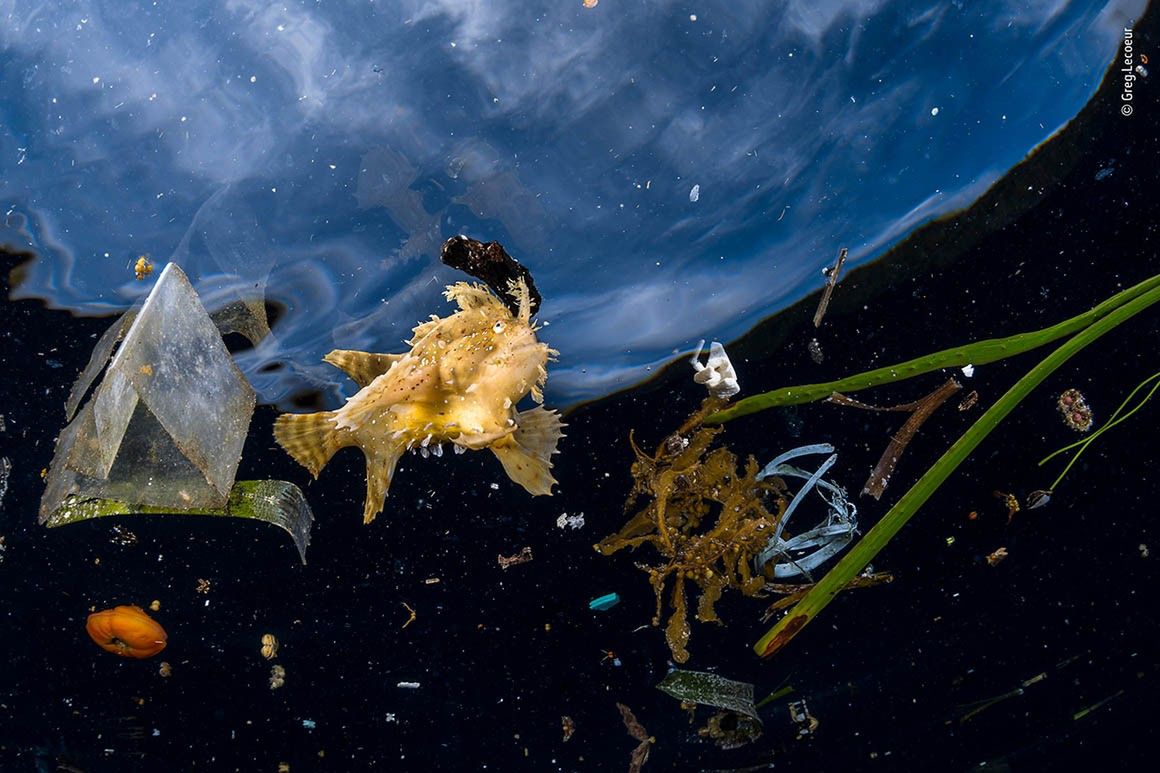 Wildlife Photographer of the Year 2018 - zobacz najlepsze zdjęcia z konkursu 7