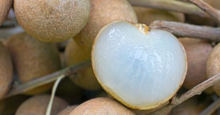 Surowy longan (owoc)
