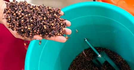 Od wieków uznawane za naturalny lek. Goździki na niestrawność i przeziębienie