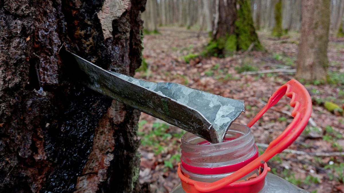Napój z lasu dla zdrowia. Jak pozyskać sok z brzozy?