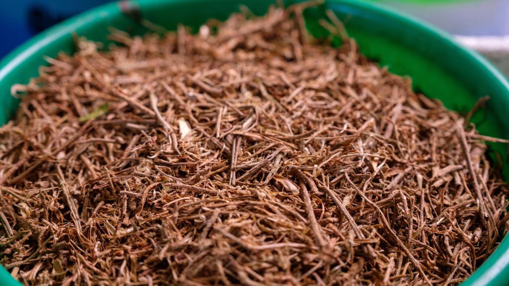 Ashwagandha to popularny w Polsce suplement