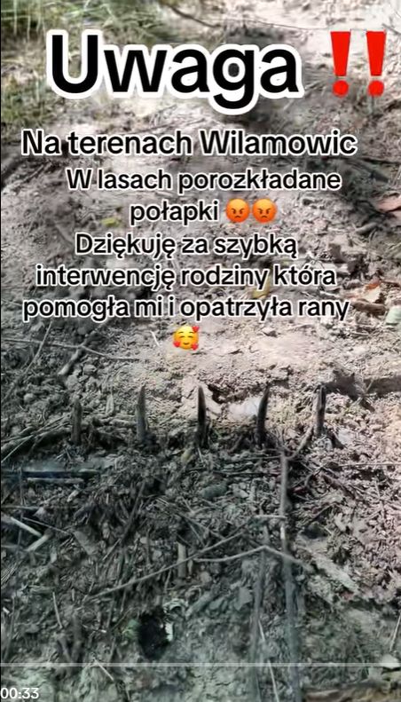 Nadział się na pułapkę w lesie.