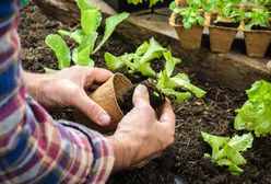 Mały ogród to nie problem. Jak urządzić niewielki warzywnik?