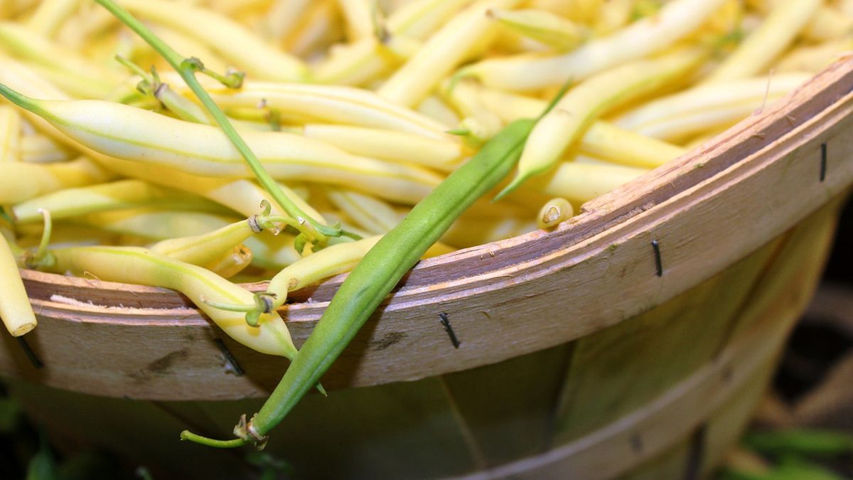 Surowa fasolka szparagowa