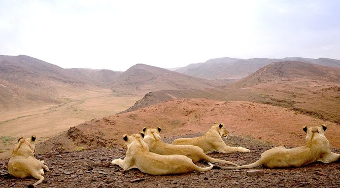 Królowie pustyni: lwy z Namibii